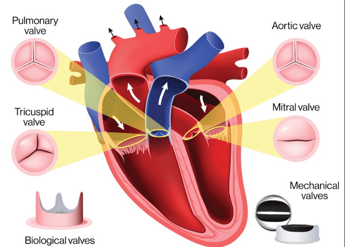Picture_Heart_Valves_001 Picture Heart Valves