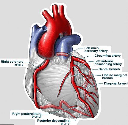 picture heart with coronary arteries